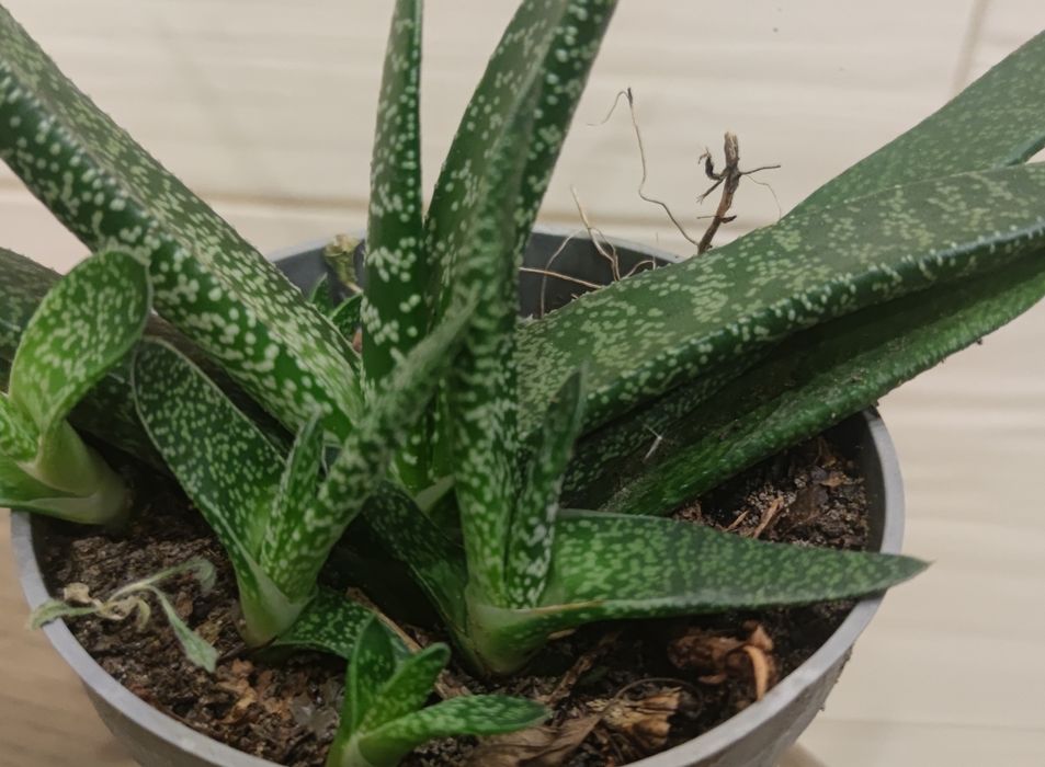 Zielone mięsiste liście w kropeczki, bardzo odporna na suszę. Gasteria