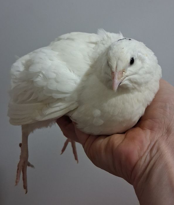 Przepiorki Texas koguty