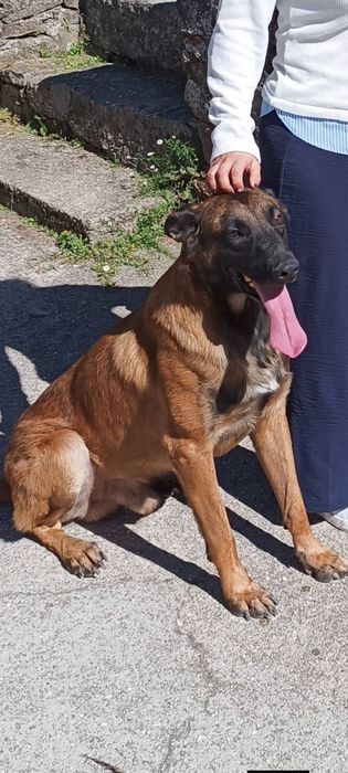 Pastor belga malinois