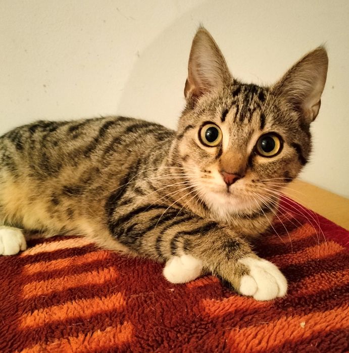 Młode kociaki do adopcji