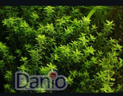 Продам акваріумні рослини мікрантемум,апоногетон