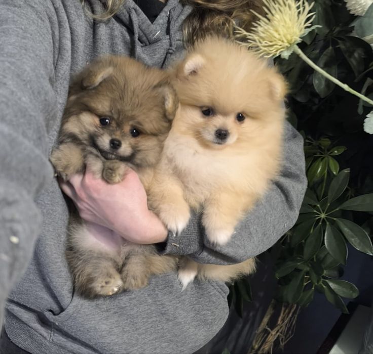 Lulu da pomerânia / spitz alemão anão, Macho com LOP