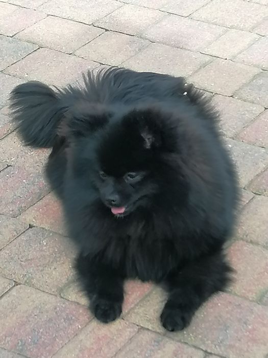 Szpic miniaturowy suczka