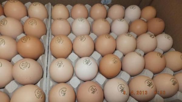 Інкубаційні яйця