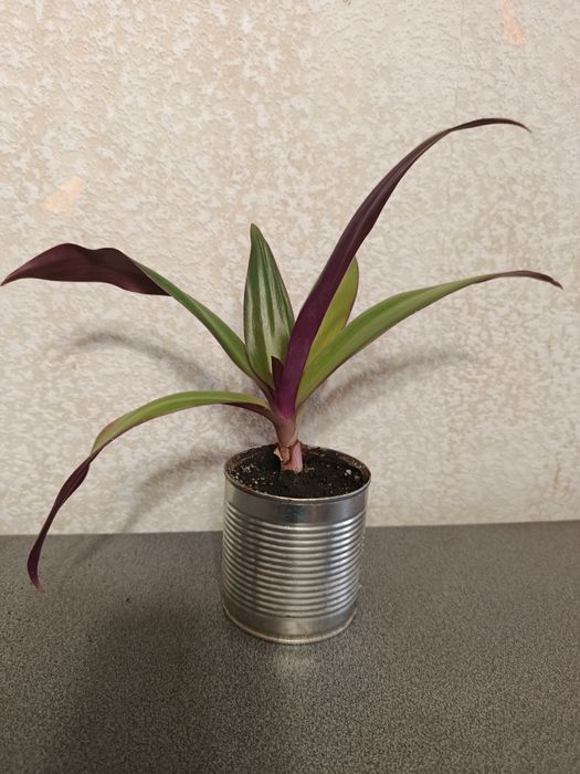 Рео традесканция