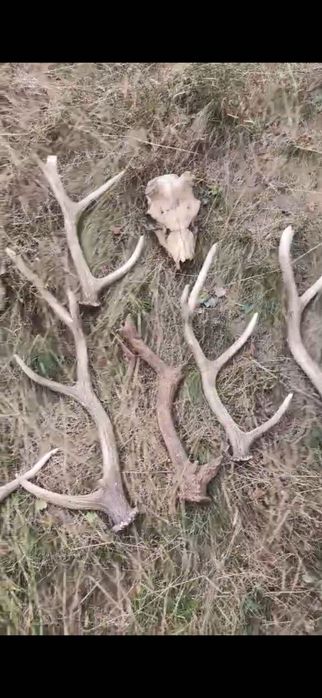 Рога оленя и черепа оленя