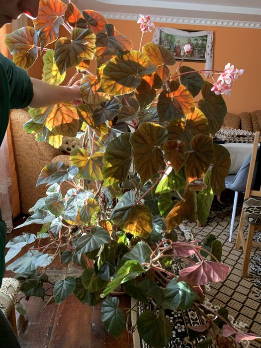 Вазон вазонок квіти БЕГОНІЯ КОРОЛІВСЬКА великий кімнатні рослини 2 м .