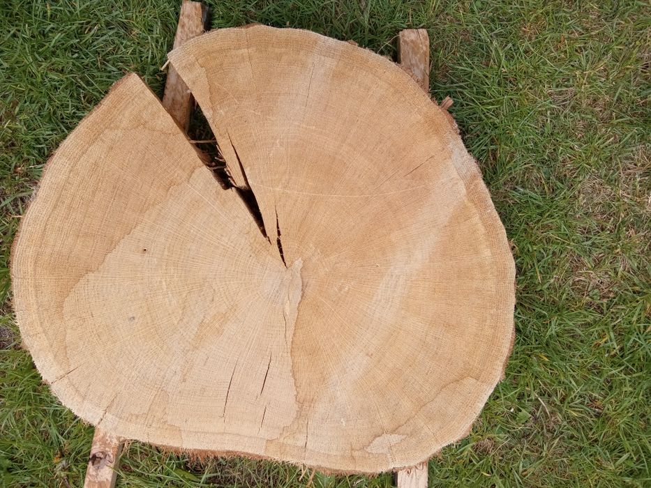 Plaster dębowy na stolik kawowy/ blat