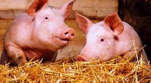 Поросята м'ясних порід