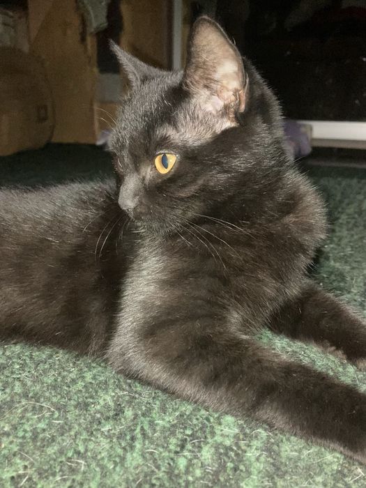 Безкоштовно віддам кошеня