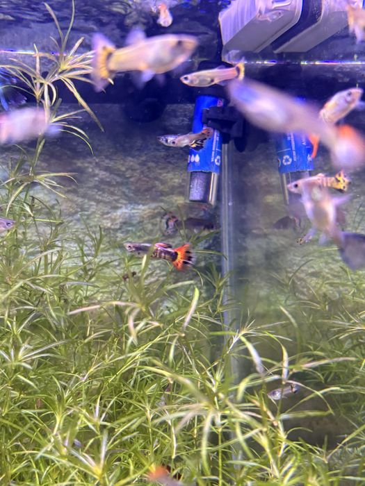 Guppy surtidos amarelo e laranja