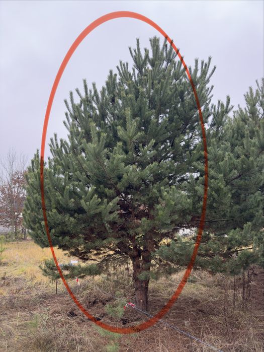 Продам сосну , самовивіз