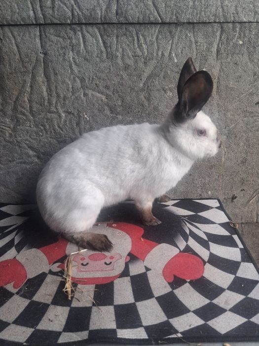 Samice kalifornijskie czarne