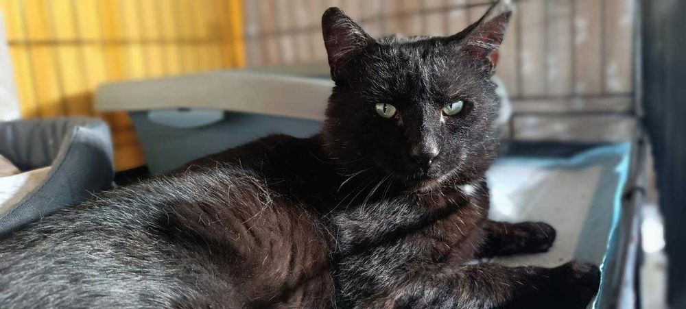 Kot Zodiak poleca się do adopcji