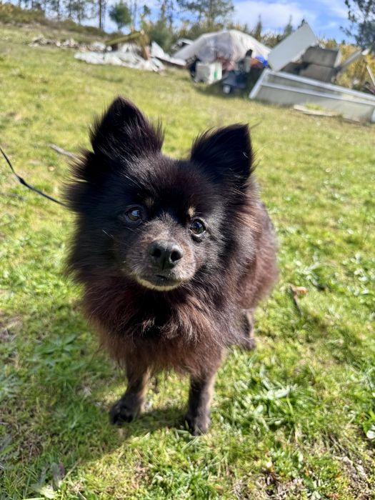 Amora - Spitz Alemão