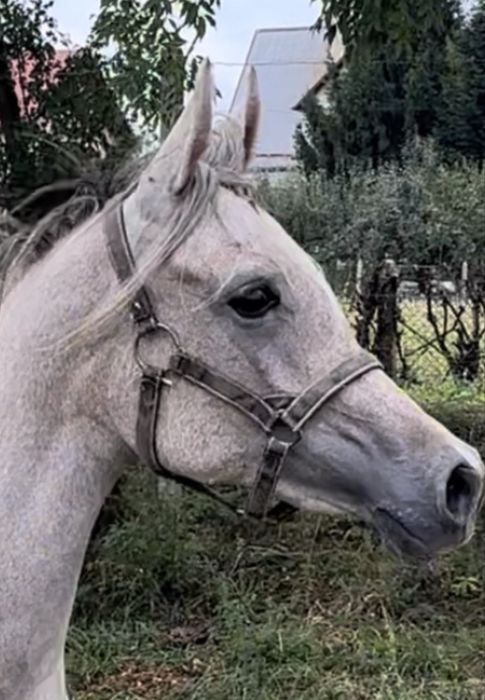 Klacz Arabska Orlando / Orla Wieza