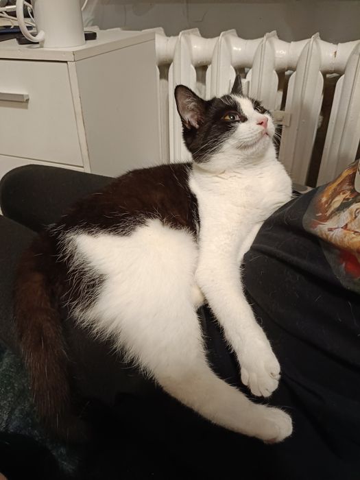 Kocurki do adopcji