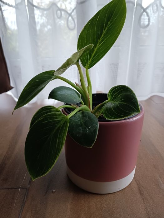 Philodendron z domowych nadwyzek