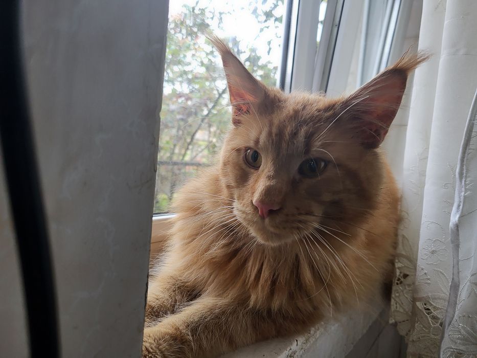 Шикарный мальчик Мейн-кун,развязан,3года