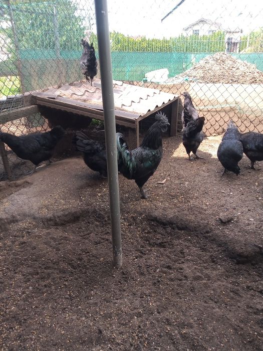 Jaja lęgowe kur ozdobnych Ayam cemani  Appenzeller, Brakla srebrna