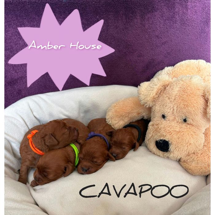 Cavapoo Piesek Genetyka Rzepki