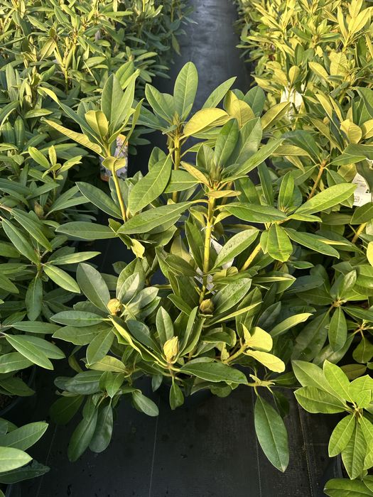 Rododendrony 4L Różne Kolory