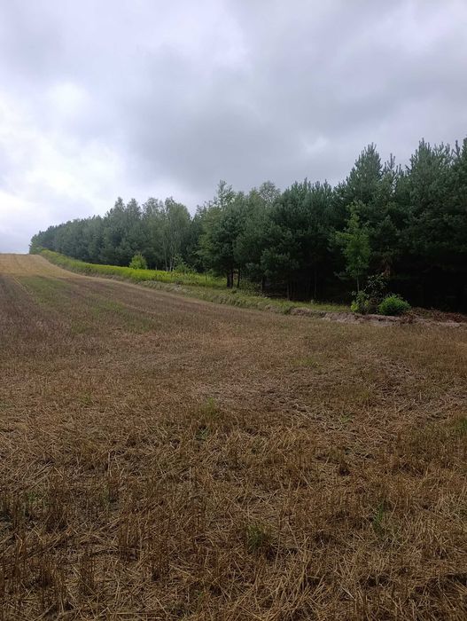 Działka Rolno Leśna Ciotusza Nowa 1.54H