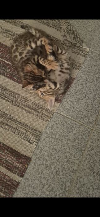 Bengal macho  pura