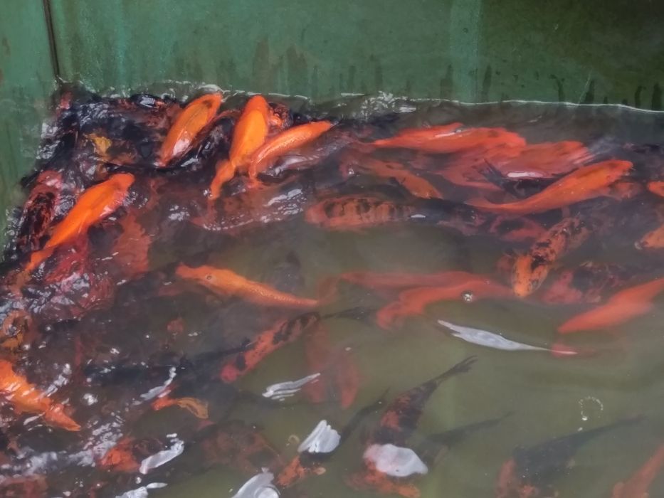 Jesiotr Rosyjski Syberyjski Bester RS Siewruga Sterlet biały Węgorz