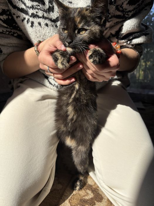 Котенятка віддаємо
