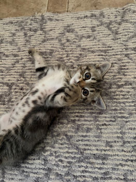 Шотладське кошенятко