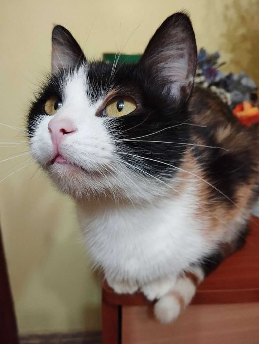 Отдается кошечка в хорошую семью