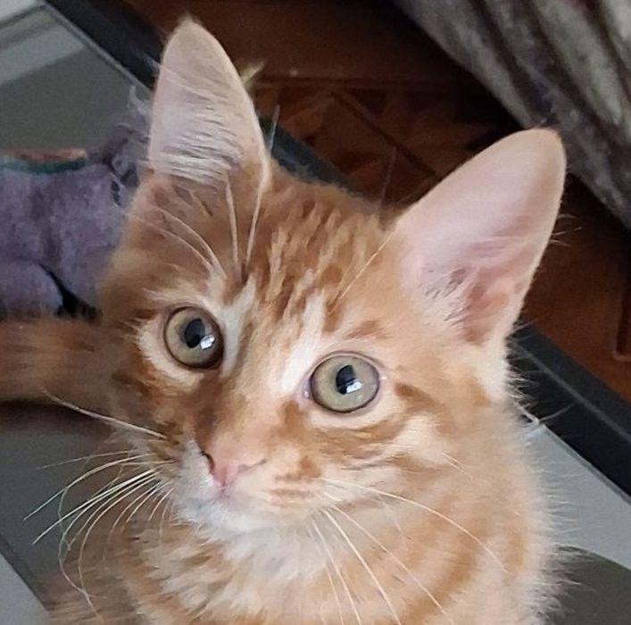 Котенок, рыжий мальчик, клтята бесплатно