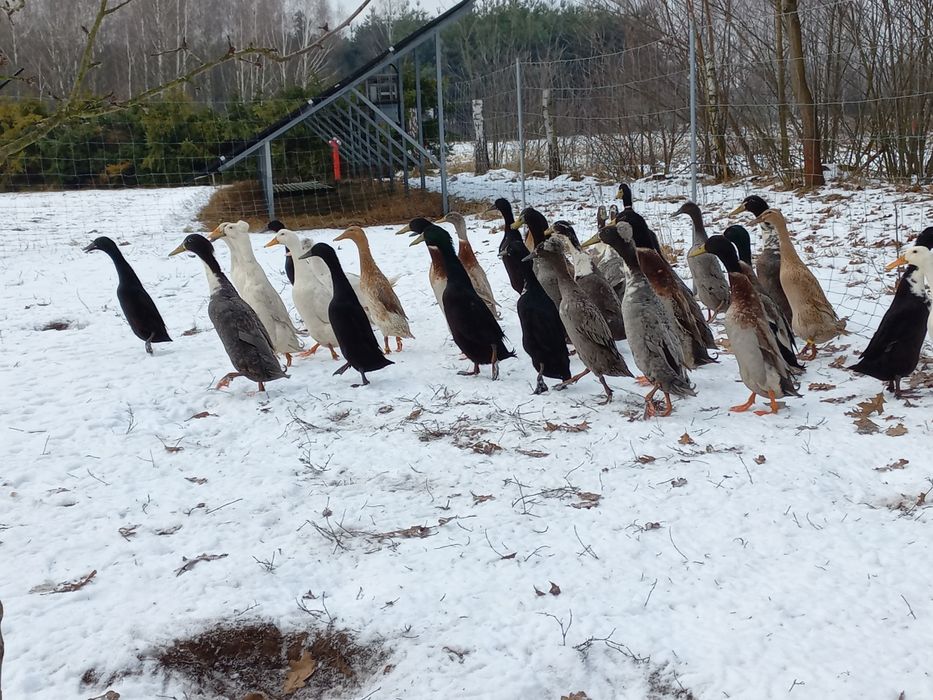 Jaja lęgowe, biegus indyjski