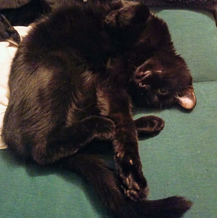 Czarne koteczki szukają domku!