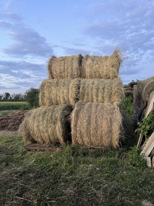 Продам сено тюк 200кг