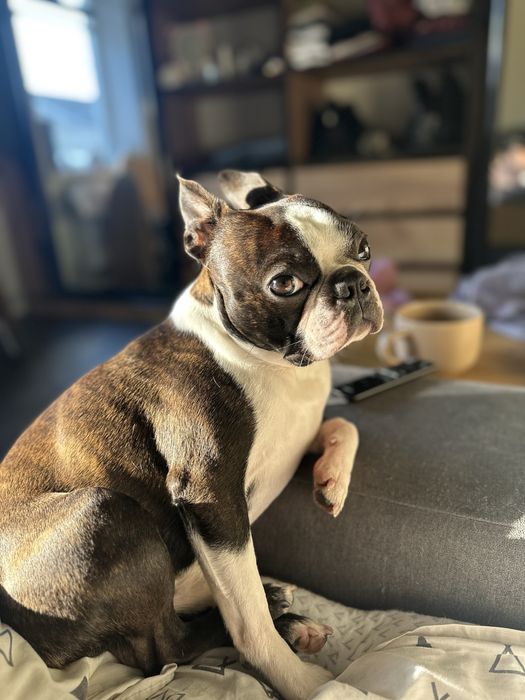 Бостон терьер для вязки