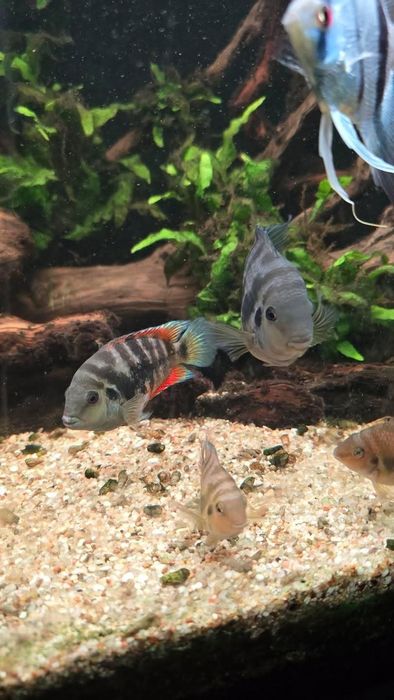 Amatitlania Siquia- ciekawa pielęgnica zebra