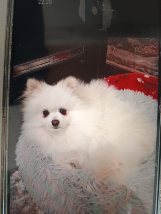 Serviço de hotel canino