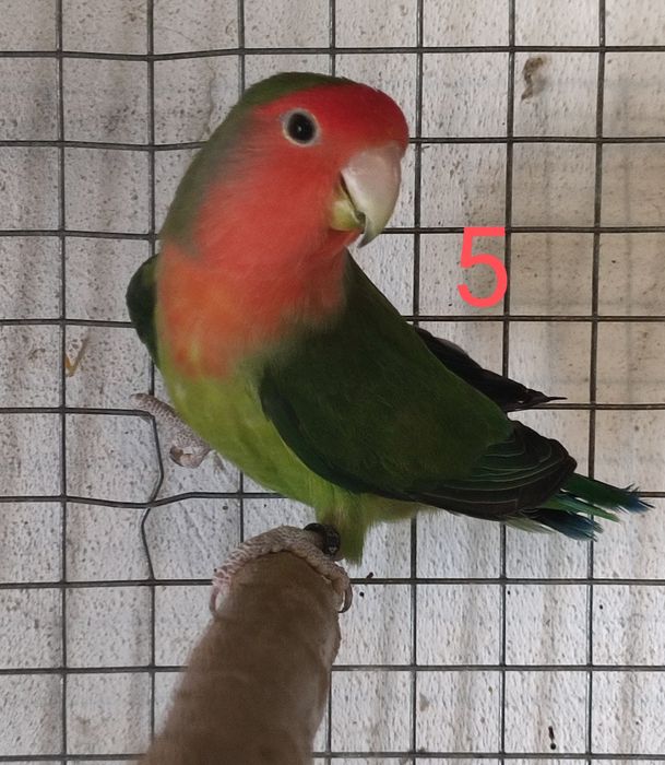 Aves Roseicollis adultos