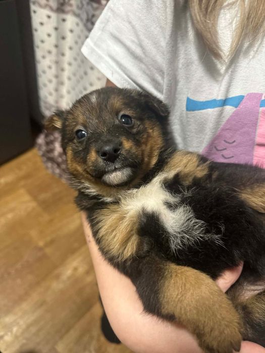 Цуценята дівчинка