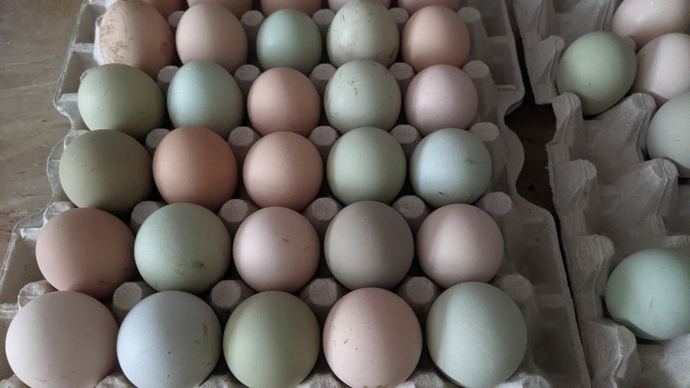 Jaja lęgowe 30szt