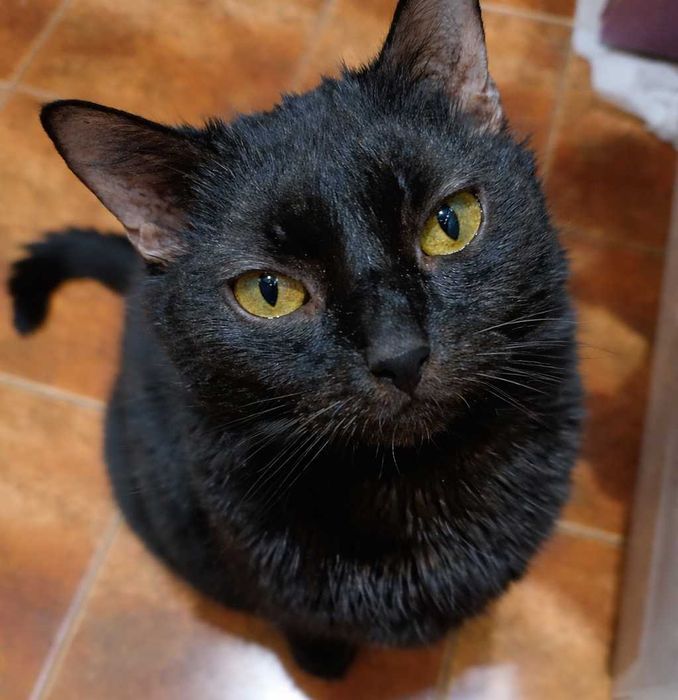 Poznań i okolice - kotka Karolinka szuka domu tymczasowego lub stałego