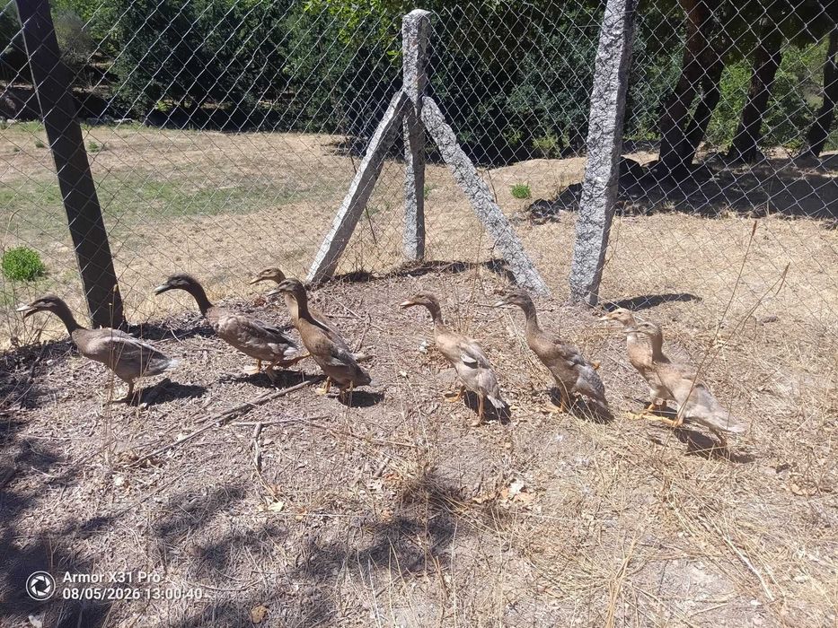 Patos corredores indianos