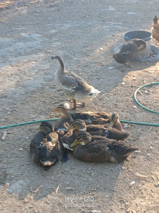 Kaczki staropolskie, żywe i tuszki