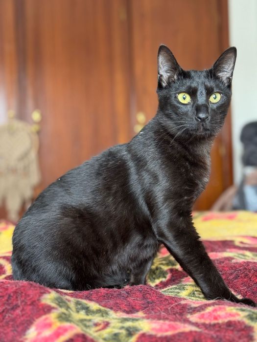 CASTRADO | Macho juvenil disponível para adoção responsável