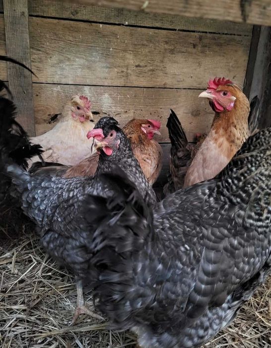 kury Marans green shell