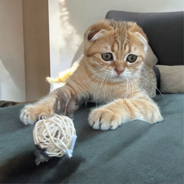 Шикарний хлопчик Scottish fold