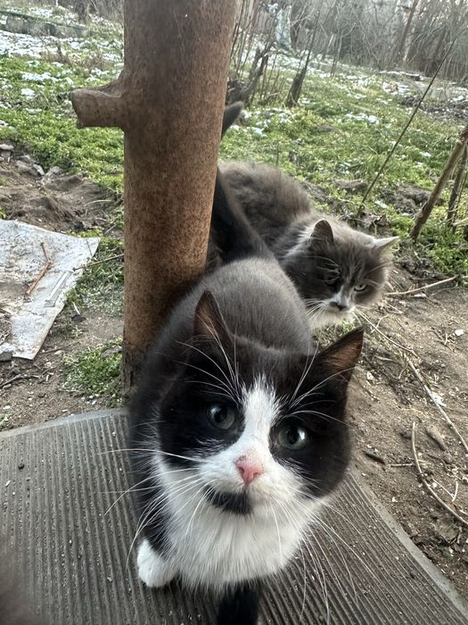 Отдам котят в добрые руки