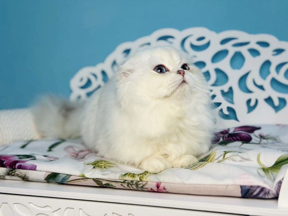 Висловухий шотландський котик